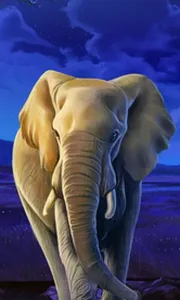 African Elephant